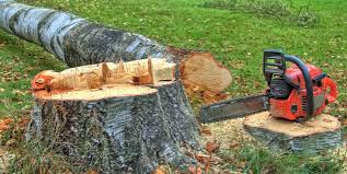 Best Tree Risk Assessment  in Spackenkill, NY