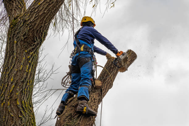 Best Tree Maintenance Programs  in Spackenkill, NY