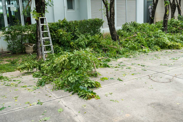 Best Palm Tree Trimming  in Spackenkill, NY