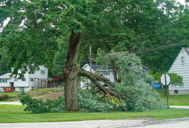 Best Tree Disease Treatment  in Spackenkill, NY