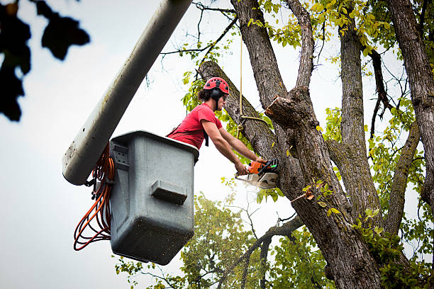 Trusted Spackenkill, NY Tree Removal Experts